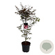 Acer pal. 'Bloodgood' 100-125 cm 14L