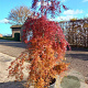 Acer pal. 'Emerald Lace' 80-100 cm 40L