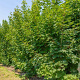 Acer platanoides 350-400 cm draadkluit meerstammig
