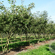 Amelanchier lamarckii 10-12 HO draadkluit