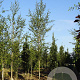 Betula p. 'Zwitsers Glorie' 14-16 HO draadkluit