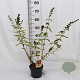 Buddleja weyer. 'Flower Power' 40-50 cm 2,0L