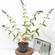 Buddleja weyer. 'Flower Power' 40-50 cm 2,0L
