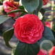 Camellia j. 'Principessa Baciocchi' 125-150 cm 40L solitair