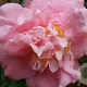 Camellia j. 'Tiffany' 100 cm met kluit