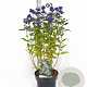Caryopteris cland. Grand Bleu 20-40 cm 3,0L