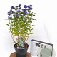 Caryopteris cland. Grand Bleu 20-40 cm 3,0L