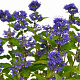 Caryopteris cland. Grand Bleu 20-40 cm 3,0L