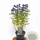 Caryopteris cland. Grand Bleu 20-40 cm 3,0L