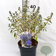 Caryopteris cland. Sterling Silver 30-40 cm 3,0L