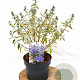 Caryopteris cland. Sterling Silver 30-40 cm 3,0L