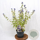 Caryopteris cland. 'White Surprise' 30-40 cm 3,0L