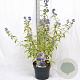 Caryopteris cland. 'White Surprise' 30-40 cm 3,0L