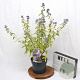 Caryopteris cland. 'White Surprise' 30-40 cm 3,0L