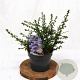 Ceanothus 'Blue Mound' 25-30 cm 3,0L