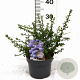 Ceanothus 'Blue Mound' 25-30 cm 3,0L