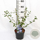 Ceanothus 'Burkwoodii' 30-40 cm 3,0L