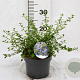 Ceanothus thyrsiflorus repens 25-40 cm 3,0L