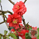 Chaenomeles spec. 'Orange Storm' 20-25 cm 3,0L