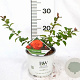 Chaenomeles spec. 'Orange Storm' 30-40 cm 3,0L