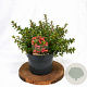 Escallonia 'Red Dream' 25-30 cm 3,0L