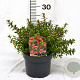 Escallonia 'Red Dream' 25-30 cm 3,0L