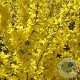 Forsythia int. 'Minfor6' 80-100 cm 15L