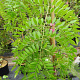 Gleditsia triac. 'Moraine' 8-10 HO draadkluit