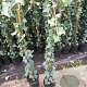 Hedera helix 80-100 cm rozenpot 2L