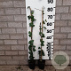 Hedera hel. 'Woerner' 80-90 cm C1.5 met stok