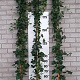 Hedera hibernica 250-300 cm 15L 8-12 tak