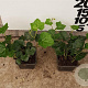 Hedera hibernica plantgoed P9 met stok