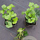 Hedera hibernica plantgoed P9 met stok