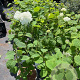 Hydrangea a. Strong Annabelle 40-50 cm 5,0L