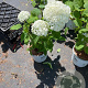 Hydrangea a. Strong Annabelle 40-50 cm 5,0L