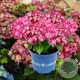 Hydrangea m. Beauty of Boskoop 15-20 cm 2,0L