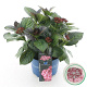 Hydrangea m. Beauty of Boskoop 30-40 cm 5,0L