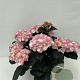 Hydrangea m. Bl. Di. Midnight Pearl 15-20 cm 2,0L