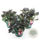 Hydrangea m. Black Diamonds Mix 15-20 cm 2,0L