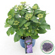 Hydrangea m. Curly Sparkle 30-40 cm 5,0L met knop