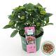 Hydrangea m. Magical Greenfire 30-40 cm 5,0L rood