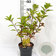 Hydrangea pan. Candlelight 40-50 cm 3,0L