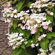 Hydrangea pan. 'Dharuma' 125-150 cm draadkluit struik