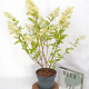 Hydrangea pan. 'Grandiflora' 40-60 cm 5,0L