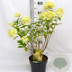 Hydrangea pan. 'Limelight' 40-50 cm 3,0L