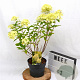 Hydrangea pan. 'Limelight' 40-50 cm 3,0L