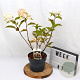 Hydrangea pan. Living Pink & Rose 30-40 cm 3,0L