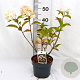Hydrangea pan. Living Pink & Rose 30-40 cm 3,0L
