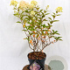 Hydrangea pan. Pixio 30-40 cm 3,0L