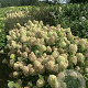 Hydrangea pan. Pixio 30-40 cm 3,0L